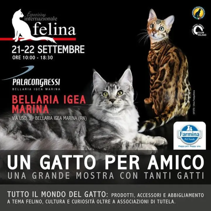 ESPOSIZIONE INTERNAZIONALE FELINA| "UN GATTO PER AMICO"